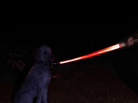 star wars dog lead